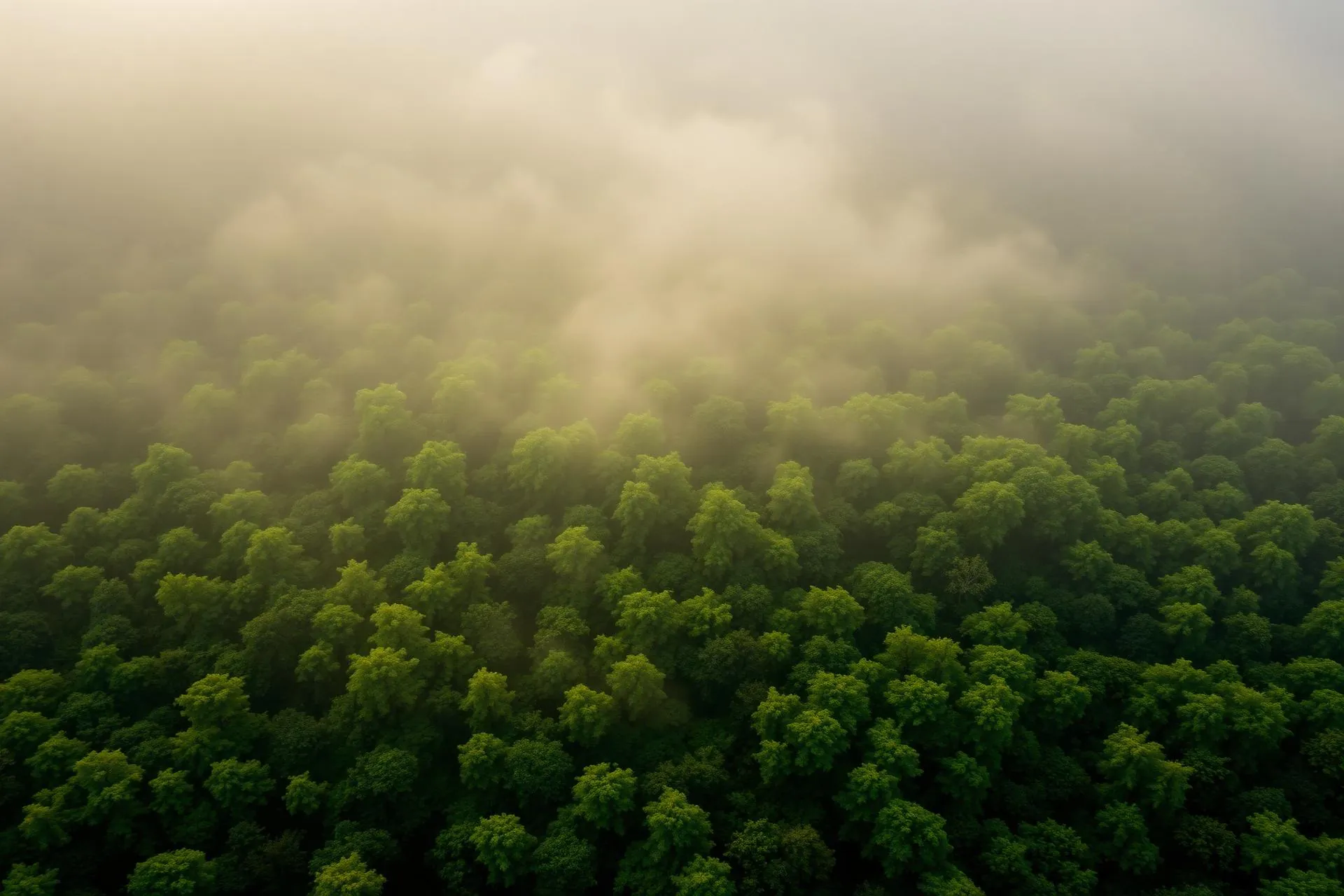 Aerial view of a green forest canopy shrouded in mist